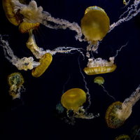 暗い水中で触手を広げて無重力のように漂うアカクラゲの写真