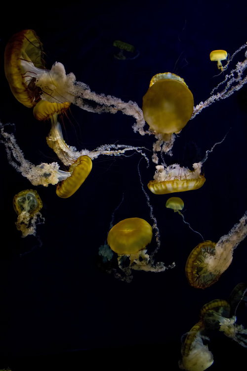 暗い水中で触手を広げて無重力のように漂うアカクラゲ