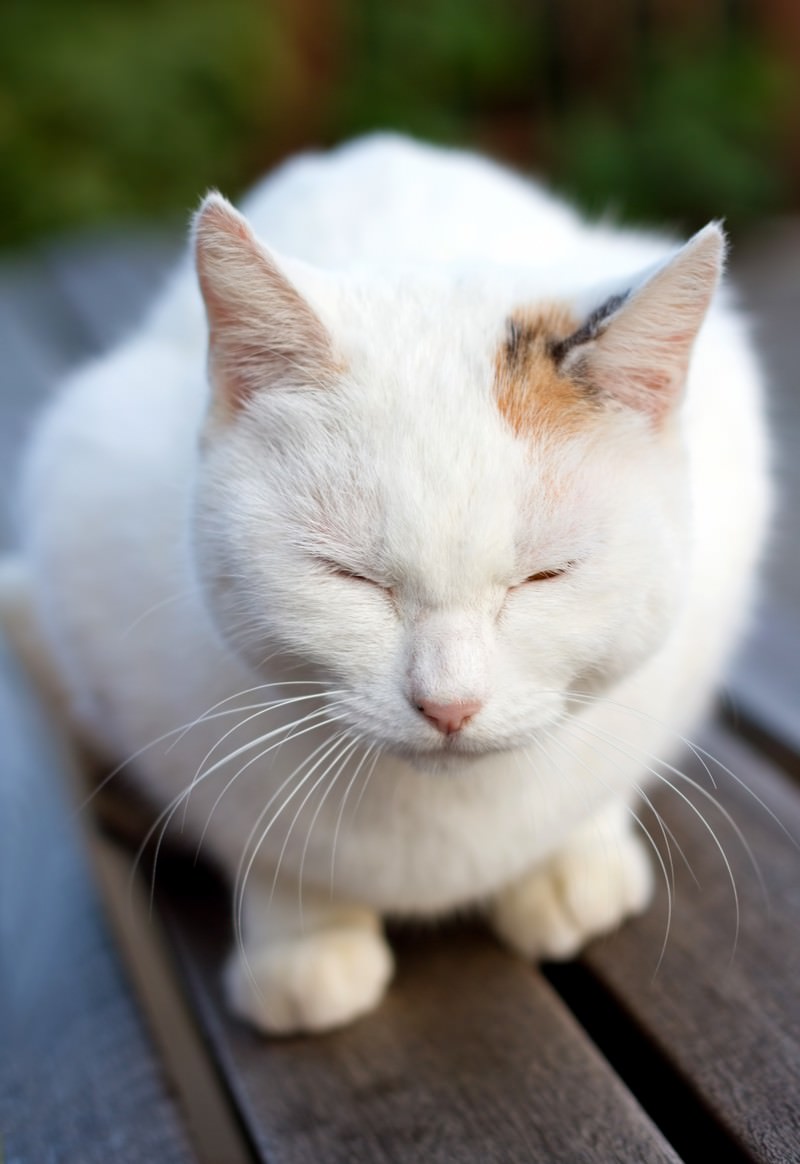 ベンチで丸くなる白い猫