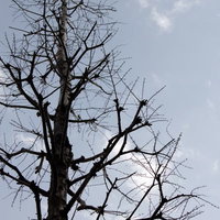 曇り空を背景に枝だけが残る葉が落ちた冬の木の写真