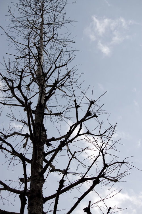 曇り空を背景に枝だけが残る葉が落ちた冬の木