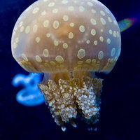 斑点模様があるクラゲのクローズアップの写真