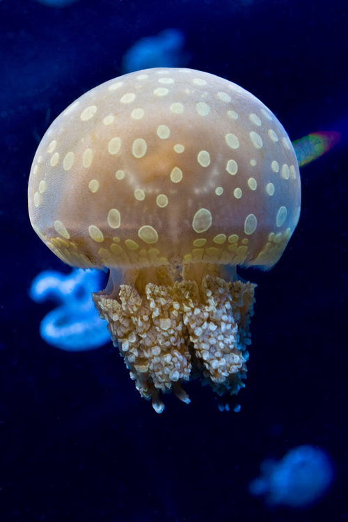 暗い水中で傘に白い斑点模様がある海月の接写