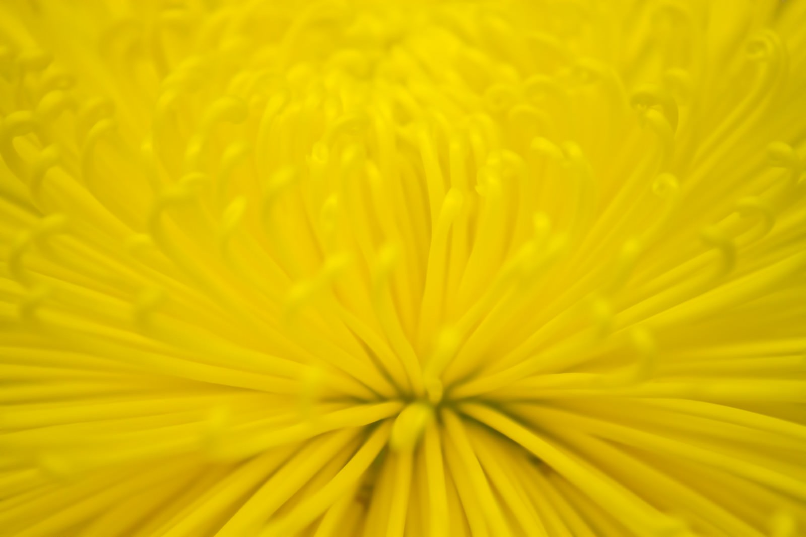 丸く咲く黄色い菊の花