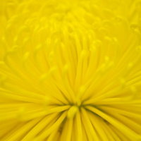 花びらが幾重にも重なって丸く咲く黄色い菊の花の写真