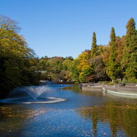池の水面に黄色い葉が映り込む黄葉が始まった井の頭公園の写真