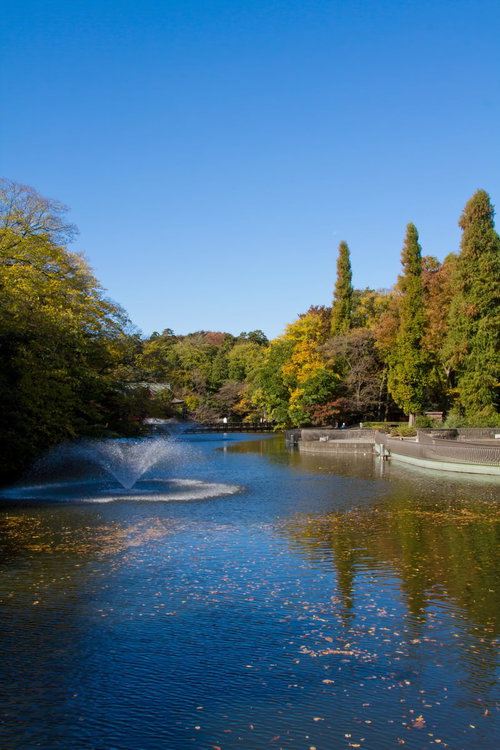池の水面に黄色い葉が映り込む黄葉が始まった井の頭公園