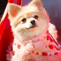 首を伸ばして上を見上げるふわふわのポメラニアンの写真