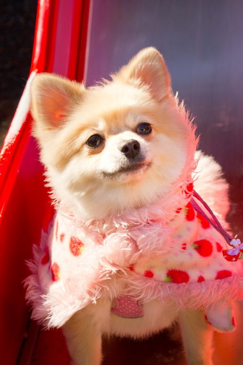 首を伸ばして上を見上げるふわふわのポメラニアン