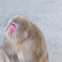 地面にどっかりと座り込んでこちらを見るニホンザルの写真