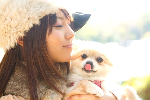 暖かい日差しの中で舌を出してペロリとする犬と飼い主