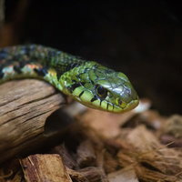 緑と赤の模様が特徴的な地面を這うヤマカガシの蛇の写真