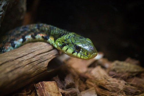 緑と赤の模様が特徴的な地面を這うヤマカガシの蛇