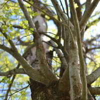 新緑の葉が芽吹く春を迎える木の枝の写真