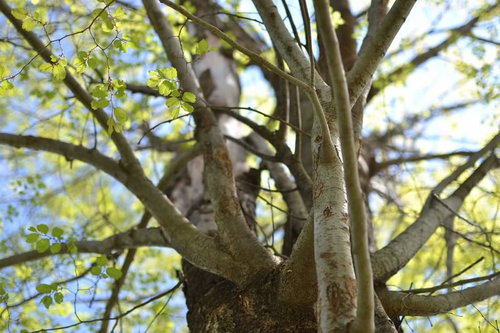 新緑の葉が芽吹く春を迎える木の枝