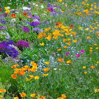 色とりどりの野花が広がる花々の野原の写真