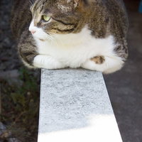 白い台の上で香箱座りするぽっちゃり猫の写真