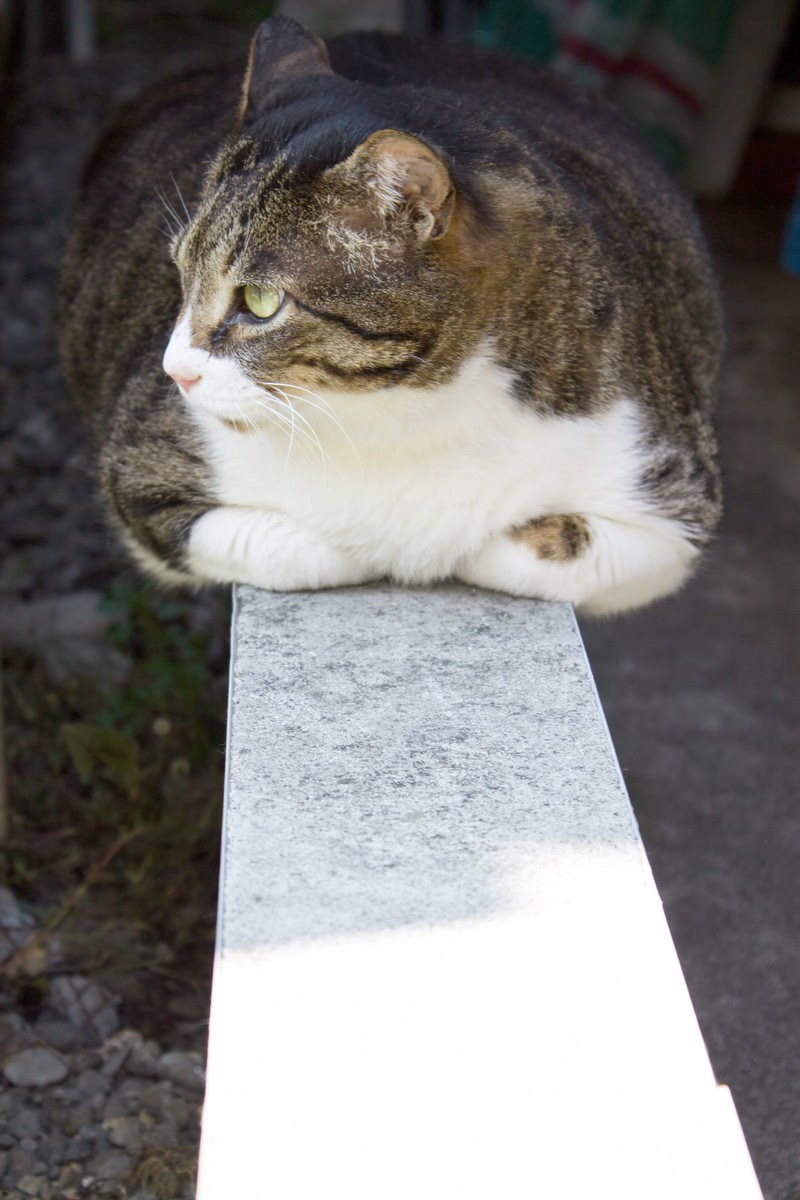 白い台の上で香箱座りするぽっちゃり猫