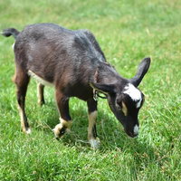草を食べる首輪付きの黒い子ヤギの写真