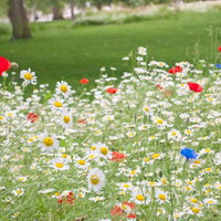 セントジェームズパークのメドウ花壇の花々の写真