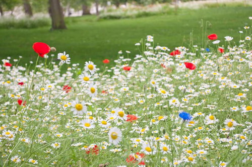 セントジェームズパークのメドウ花壇の花々
