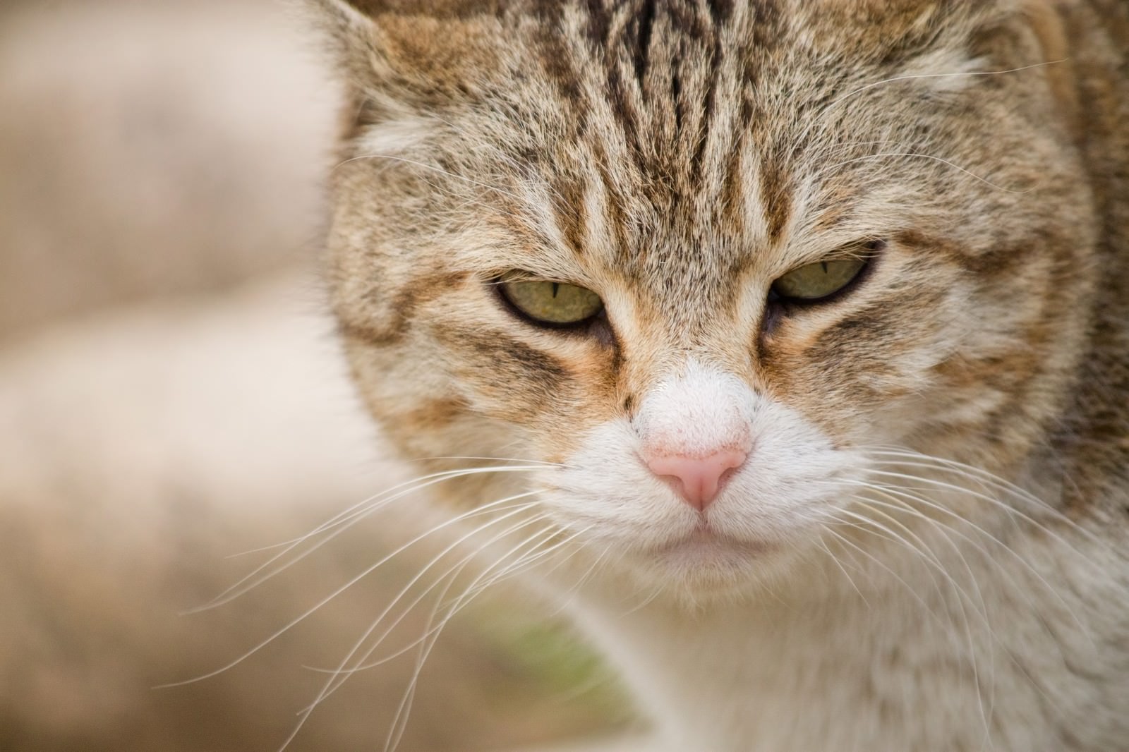 緑の瞳で睨みつける縞模様の猫の正面アップ