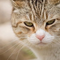 緑の瞳でこちらを睨みつける縞模様の猫の写真