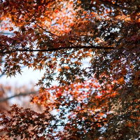 逆光で影になって赤い葉が透ける秋のもみじの写真