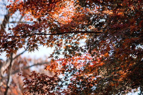 逆光で影になって赤い葉が透ける秋のもみじ