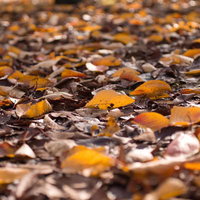 秋の落ち葉が積もった地面の写真