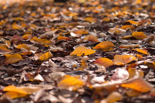 地面に積もった茶色やオレンジの秋の落ち葉の接写