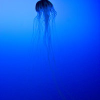 暗い水中で長い触手を優雅に揺らして漂うクラゲの写真