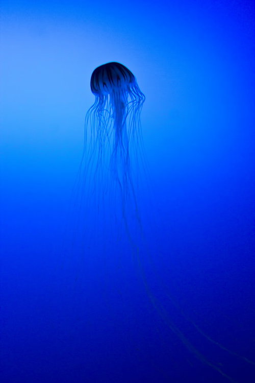 暗い水中で長い触手を優雅に揺らして漂うクラゲ