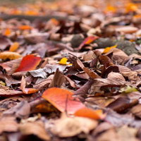 茶色やオレンジに色づいた地面を覆う落ち葉の一面の写真