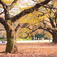 落ち葉が広がる秋の公園の芝生でくつろぐ人達の風景の写真