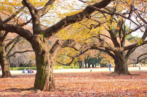 落ち葉が広がる秋の公園の芝生でくつろぐ人達の風景