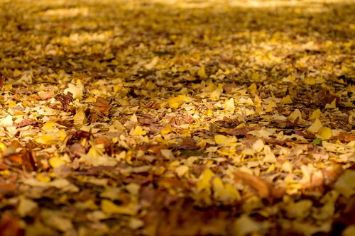 地面に黄色く散り積もった銀杏の落ち葉のテクスチャ