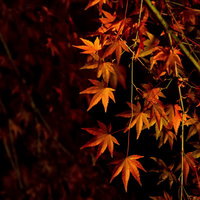 赤や黄色に色づいた紅葉の木々がライトアップされた夜景の写真