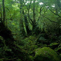 苔と緑に覆われた屋久島の深い原生林の風景の写真