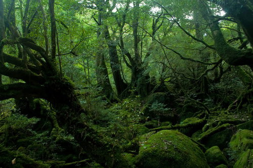 苔と緑に覆われた屋久島の深い原生林の風景