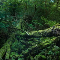苔に覆われた折れた巨木と緑の屋久島の原生林の写真