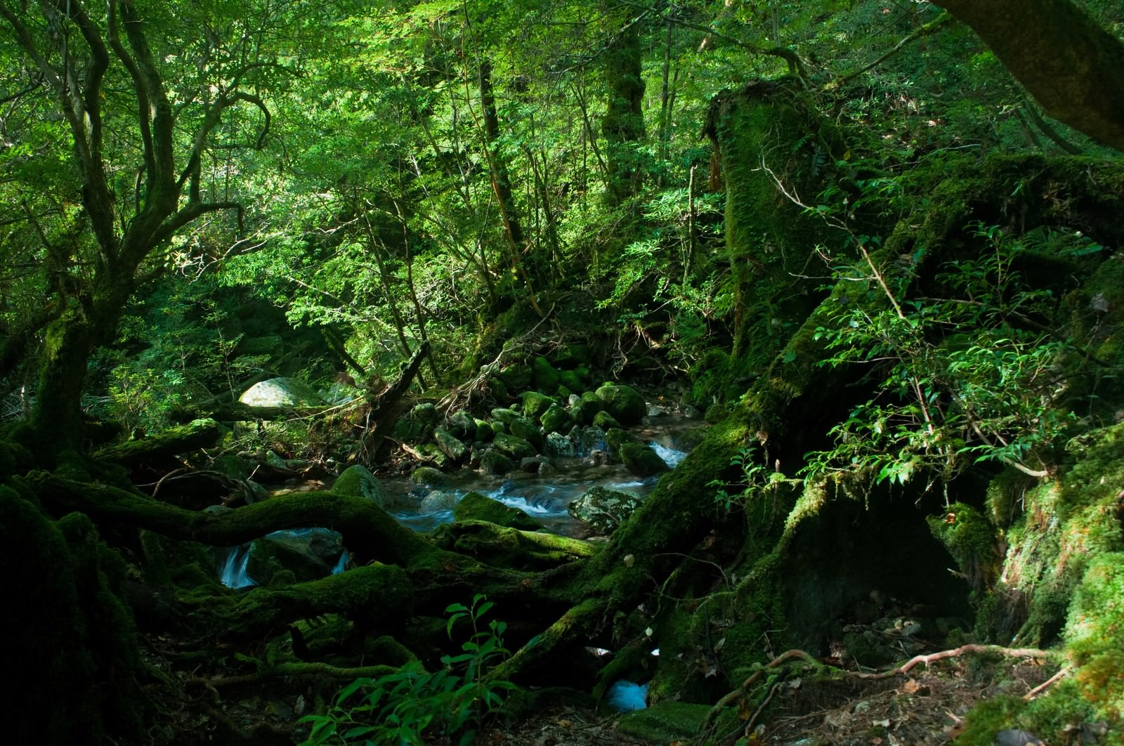 苔の岩間を流れる屋久島の小川