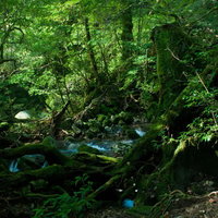 苔むした岩の間を清流が流れる屋久島の森と小川の写真