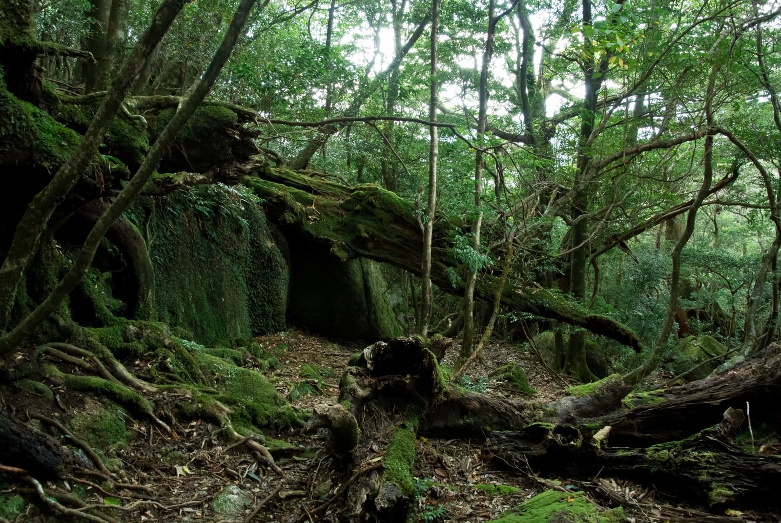 倒木が横たわる屋久島の苔の森