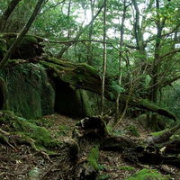 苔むした地面に倒れた木々が横たわる屋久島の原生林の写真