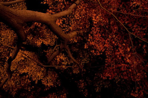 暖色の照明でライトアップされた夜の黄色い銀杏の黄葉