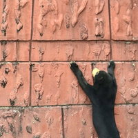 動物園の壁面に両手でしがみつくマレー熊の後ろ姿の写真