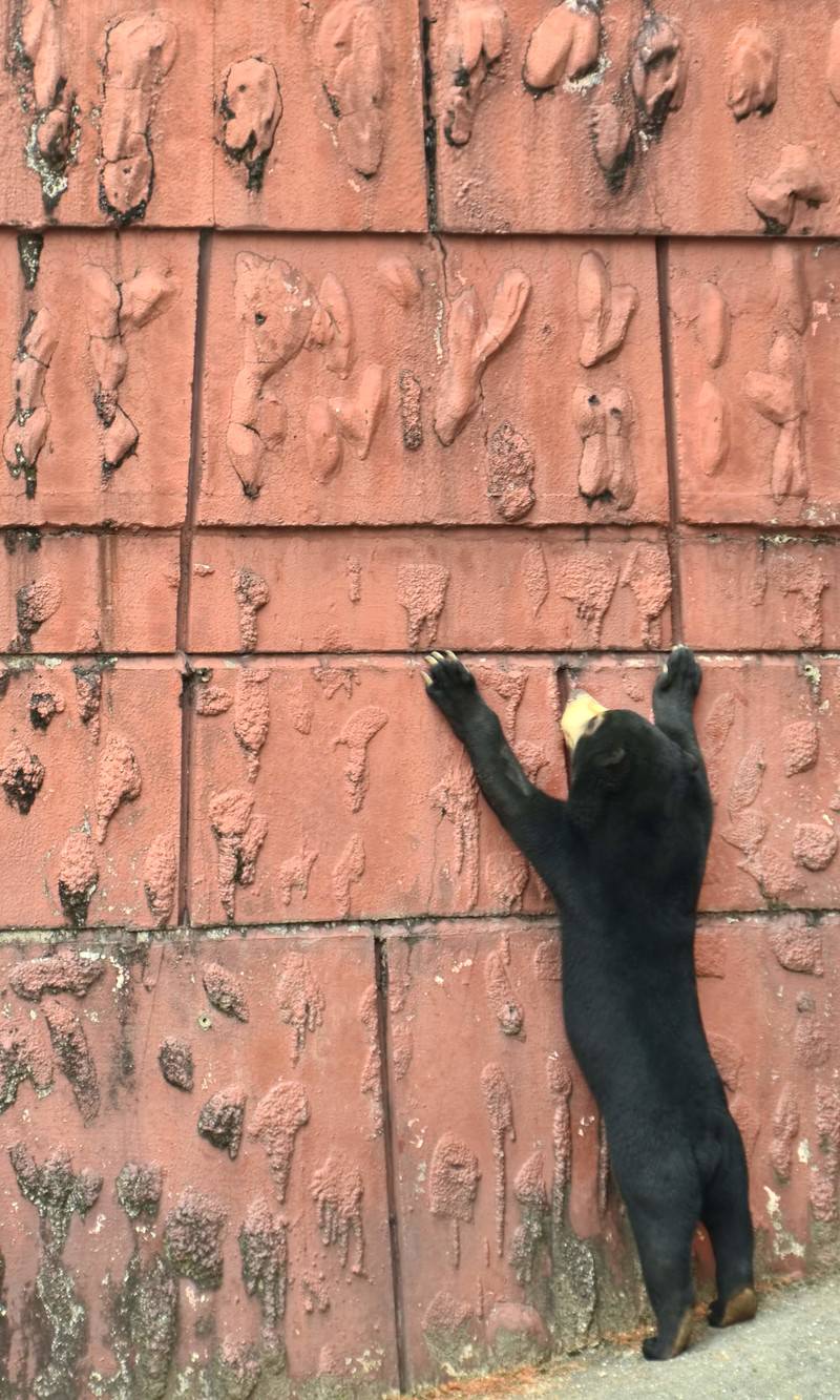 壁にしがみつくマレー熊