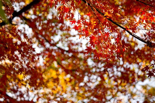 わずかに葉が残る枝と地面の落ち葉が広がる秋の終わりの風景