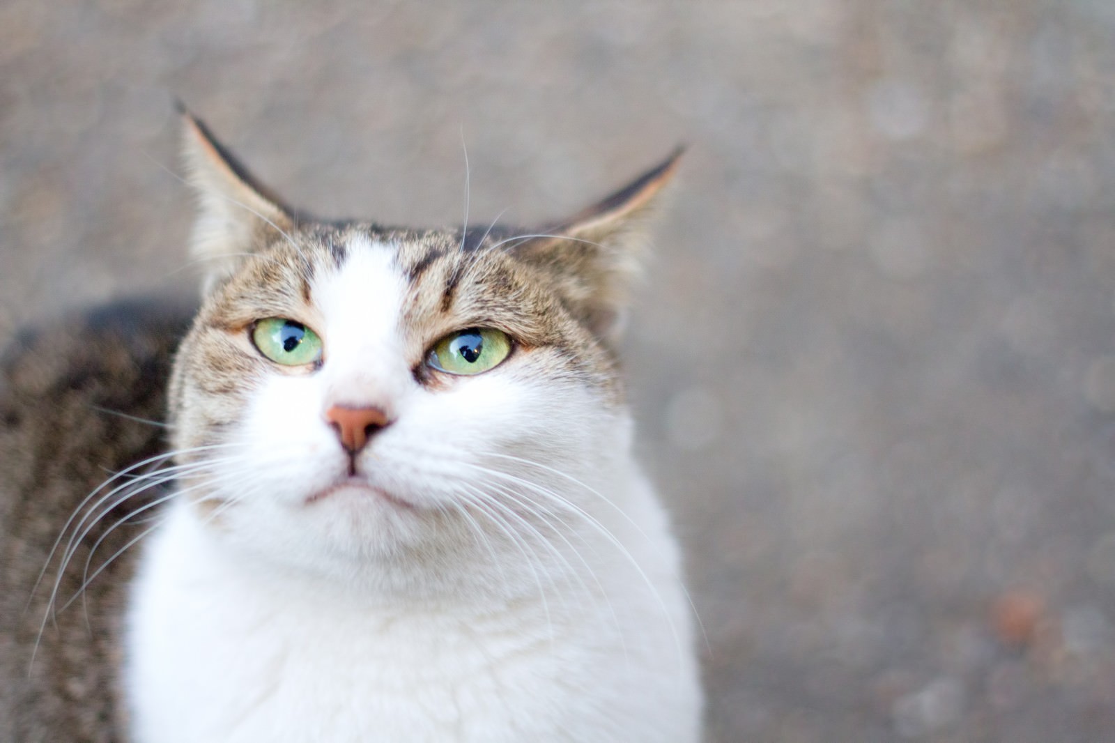 口がヘの字の不満そうな猫